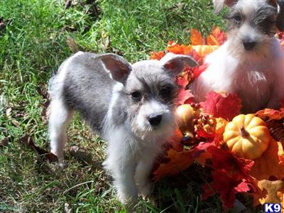 Miniature Schnauzer Puppies for Sale