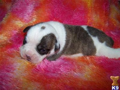 English Bulldog Puppies for Sale