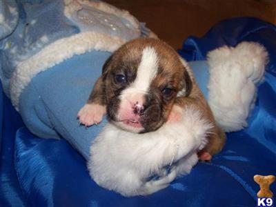 English Bulldog Puppies for Sale
