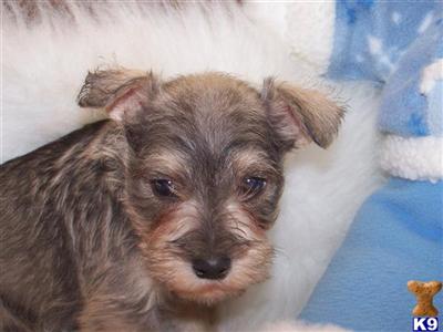 Small Dogs