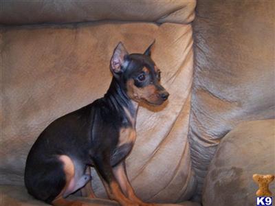 Miniature Pinscher Puppies for Sale