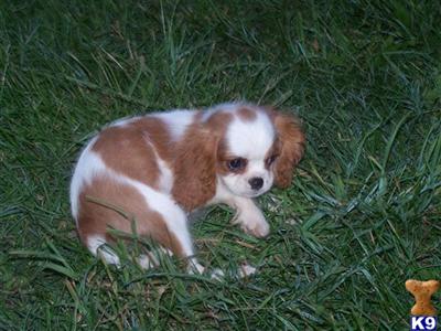 Puppies in MO