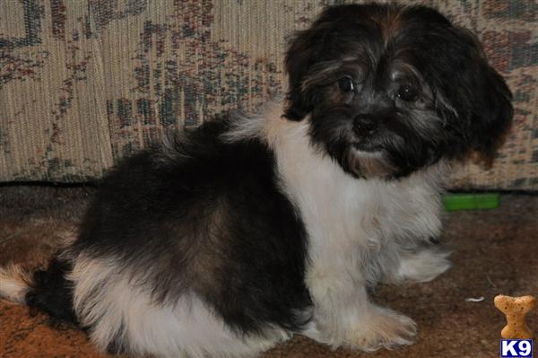 Shih+tzu+puppies+for+sale+in+missouri