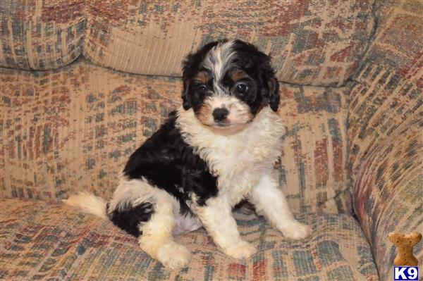 Puppies in Willowsprings