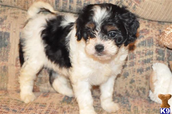 Puppies in Willowsprings