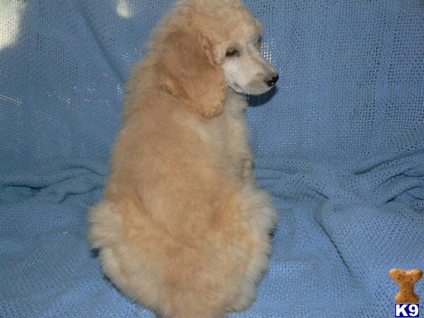 Poodle Puppies