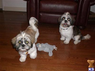 Stud Dogs - Shih Tzu