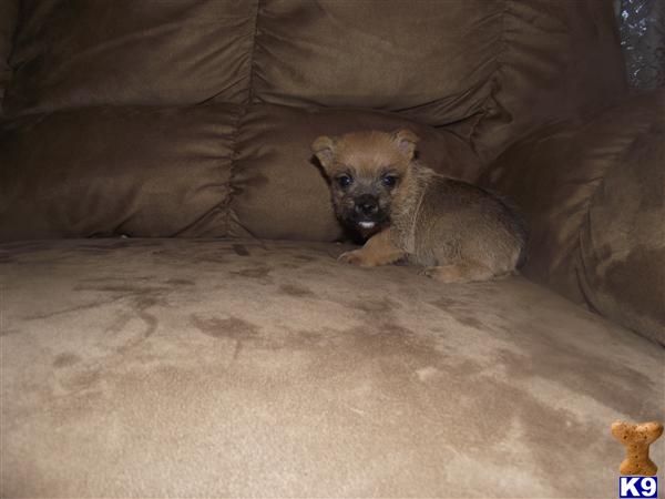 Norwich Terrier Puppies