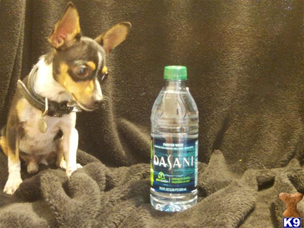 Dogs - Rat Terrier