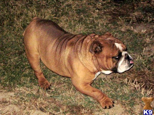 Stud Dogs in AL