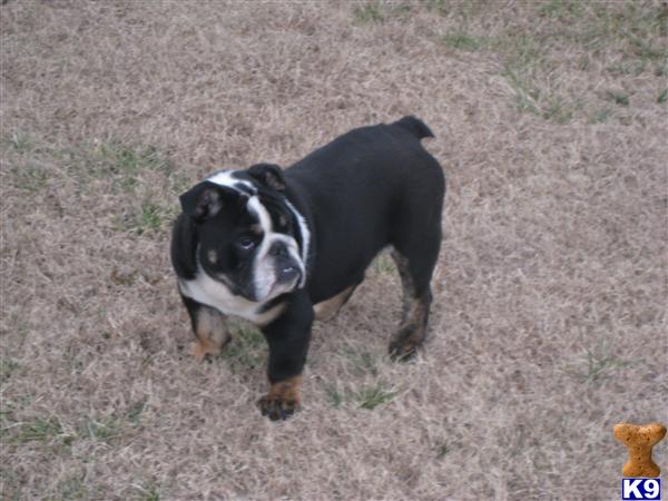 Stud Dogs in AL