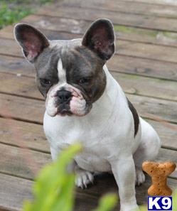 Dogs - French Bulldog