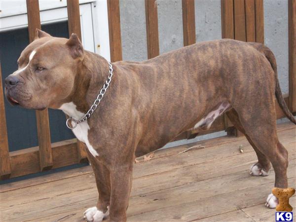 Stud Dogs in NY