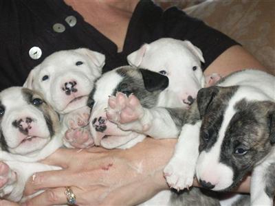 Bull Terrier Puppies for Sale