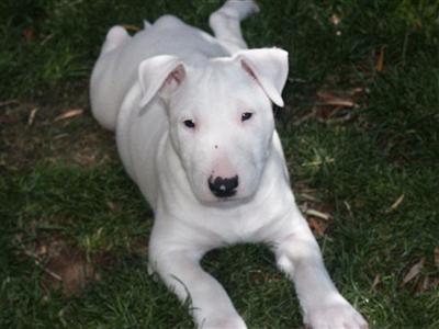 Bull Terrier Puppies for Sale