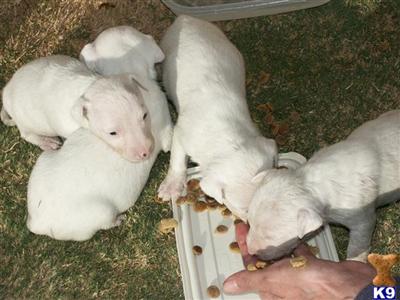 Bull Terrier Puppies in TX
