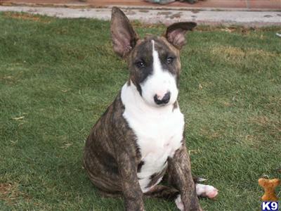 Bull Terrier Puppies in TX