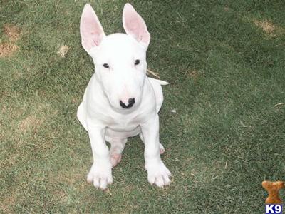 Bull Terrier Puppies in TX