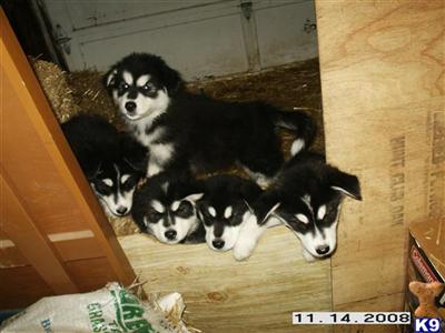 Alaskan Malamute Puppies for Sale