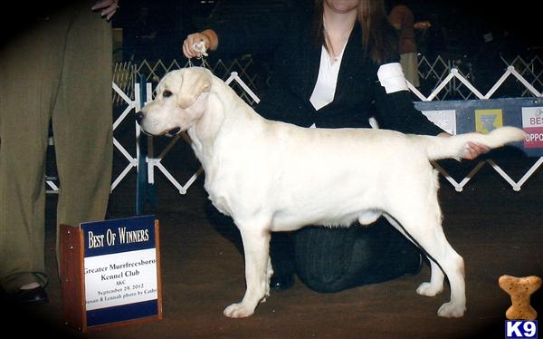 Stud Dogs - Labrador Retriever