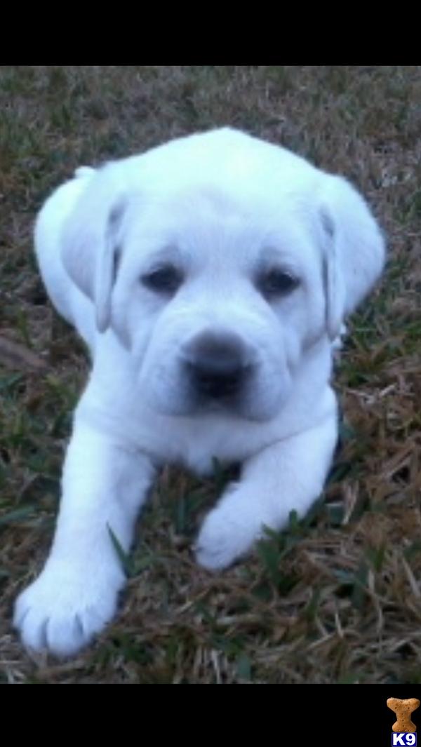 white polar lab puppies labrador retriever puppy for sale akc polar white lab puppies 4 years white polar lab puppies labrador retriever puppy for sale akc polar white lab puppies 4 years
