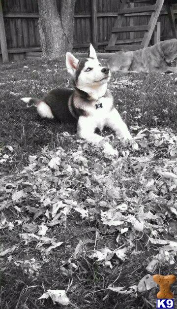 Stud Dogs - Siberian Husky