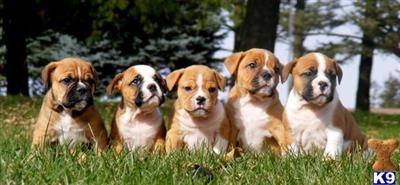 Old English Bulldog Puppies for Sale