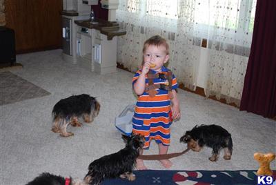 Puppies in Millersburg