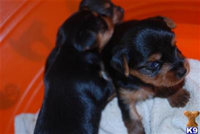 Puppies in Millersburg