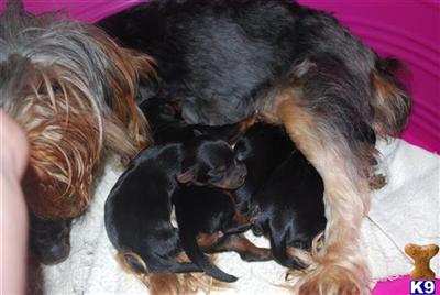 Puppies in Millersburg