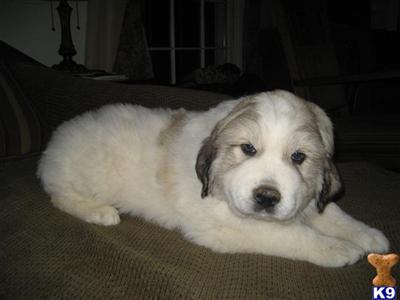 Great Pyrenees Puppies for Sale
