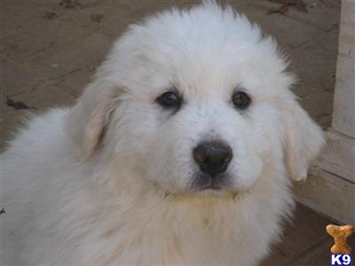 Great Pyrenees Puppies for Sale
