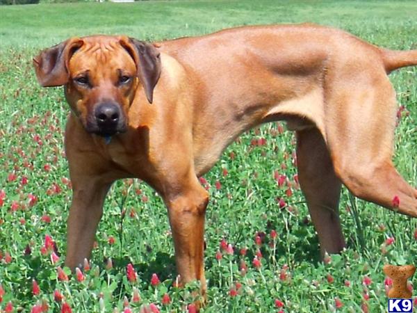 Stud Dogs - Rhodesian Ridgeback