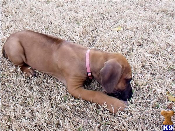 Rhodesian Ridgeback Puppies