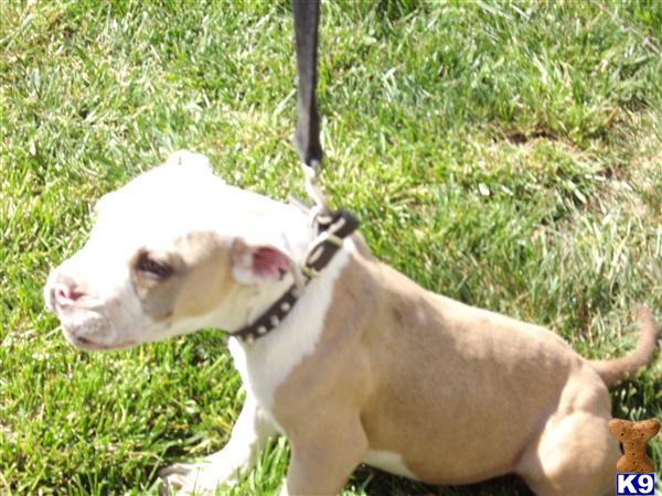 Bull Terrier Puppies
