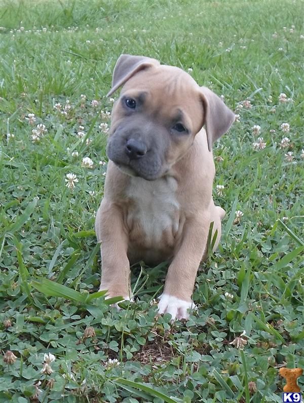 pitbull puppies va document moved pitbull puppies va document moved