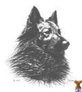 Belgian Tervuren
