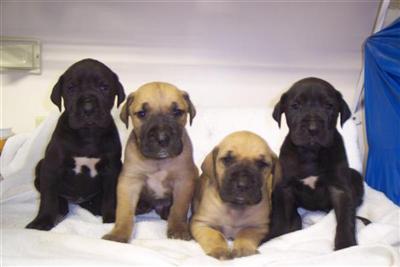 Puppies in Bakersfield