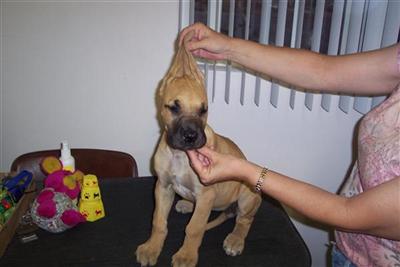 Puppies for Sale