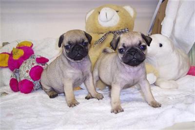 Puppies for Sale