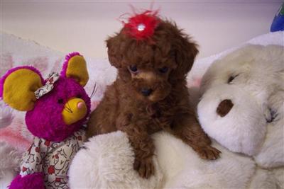 Puppies for Sale