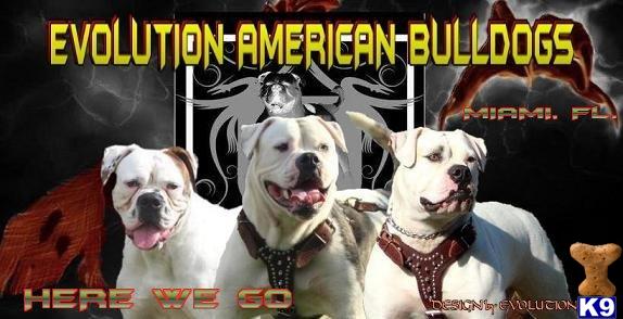 Dogs - American Bulldog