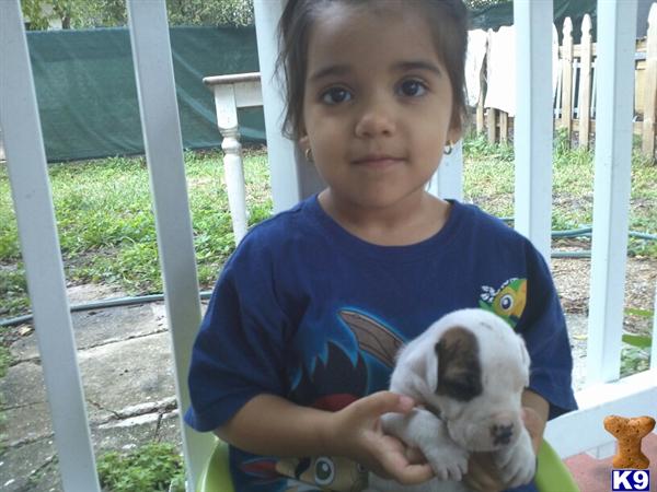 American Bandogge Mastiff Puppies