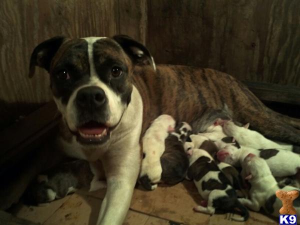Dogs - American Bulldog
