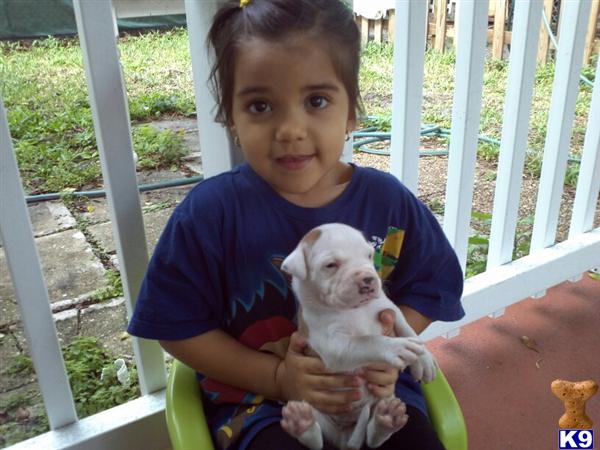 American Bulldog Puppies