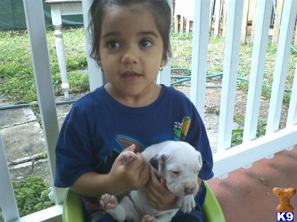 American Bulldog Puppies