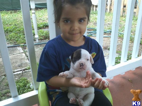 American Bulldog Puppies