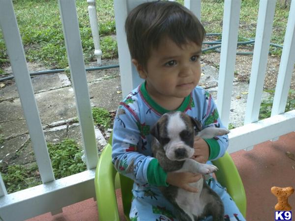 American Bulldog Puppies