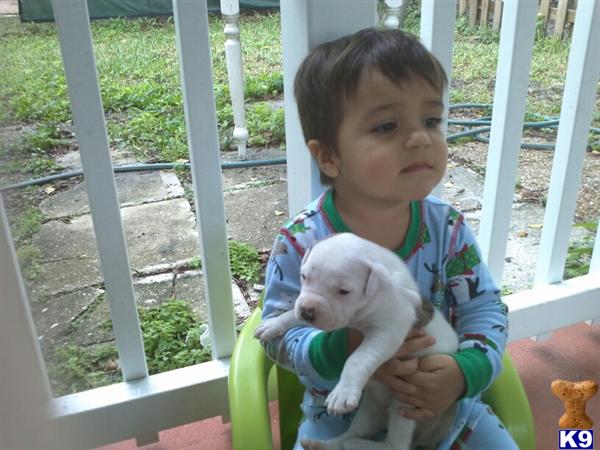 American Bulldog Puppies