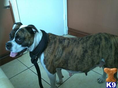 Dogs - American Bulldog
